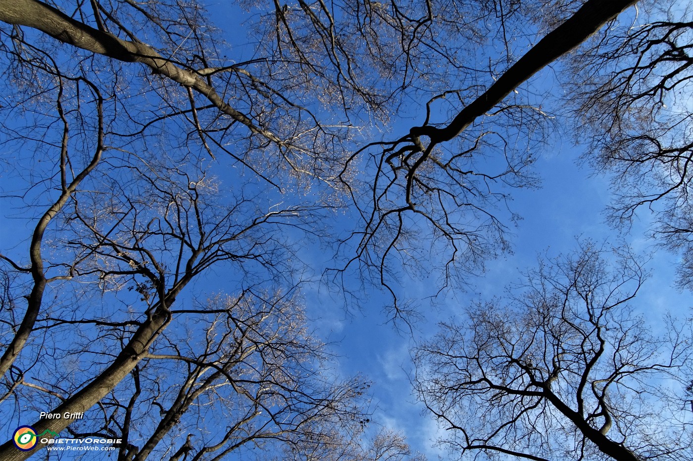 03 Lungo il sentiero 711 per Roccolone e Colle dei Roccoli alberi svettanti verso il cielo.JPG